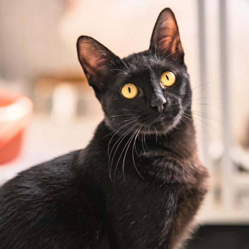 Gatinha preta olhando para a câmera