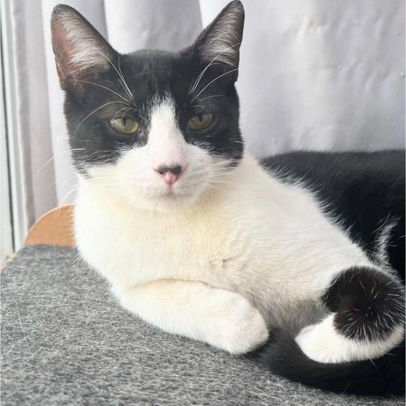 Gatinho frajola deitado em uma cestinha