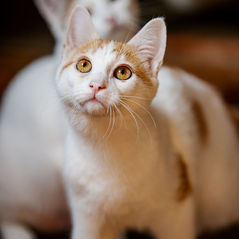 Gato branco e laranja curioso