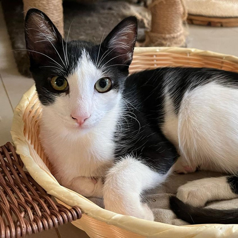 Gatinho frajola olhando para a câmera