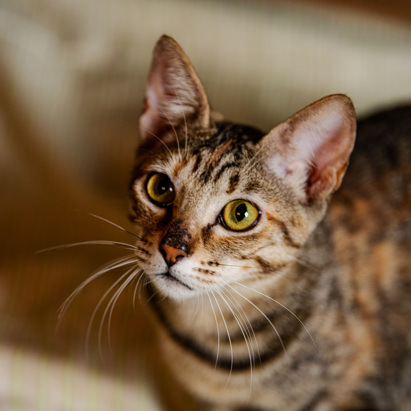 Gatinha rajada