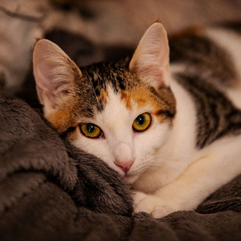 Gatinha tricolor deitada em uma manta