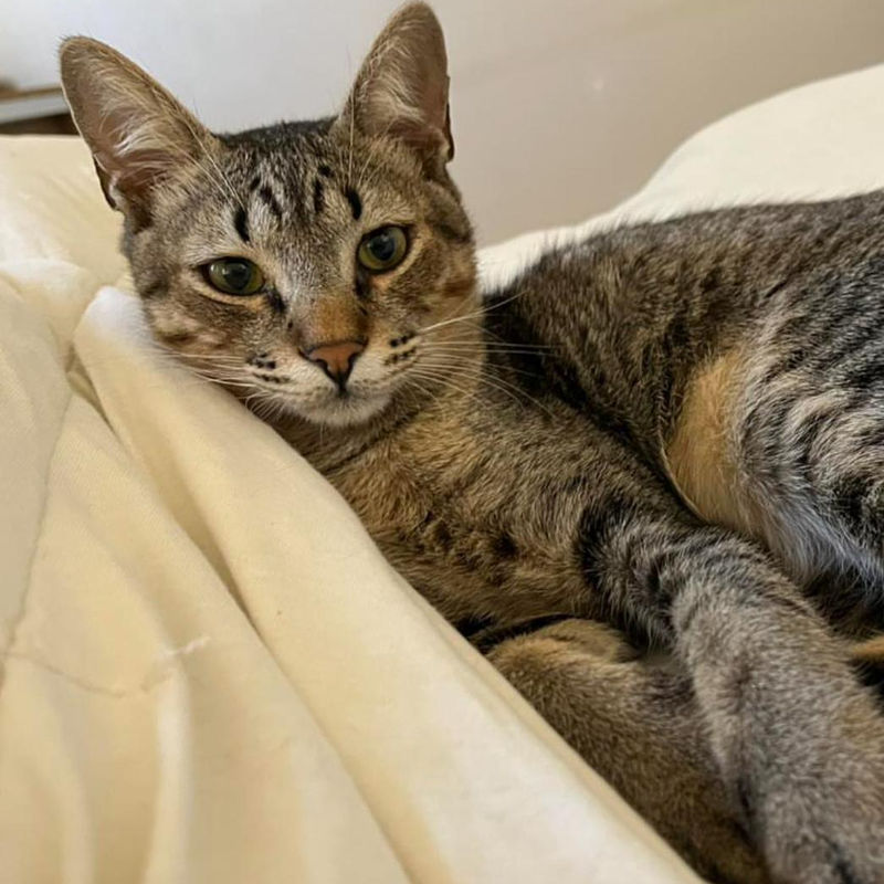 Gato rajado olhando para a câmera